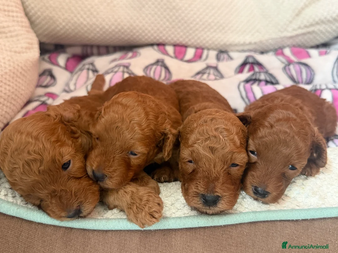 Barboncino cani in vendita: Meravigliosi cuccioli di Barbone nano Red  - Annuncio 2