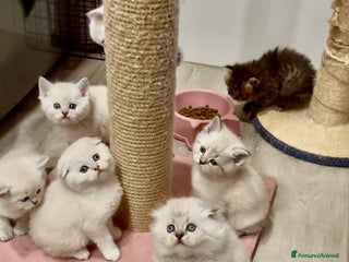 British gatti Scottish fold sthrait - Annuncio 1