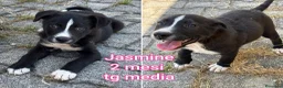 Meticcio cani in regalo: ADOTTA UN CUCCIOLO! a Provincia di Reggio Emilia - Annuncio 3