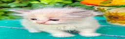 Ragdoll gatti in vendita: cucciola di ragdoll - Annuncio 4