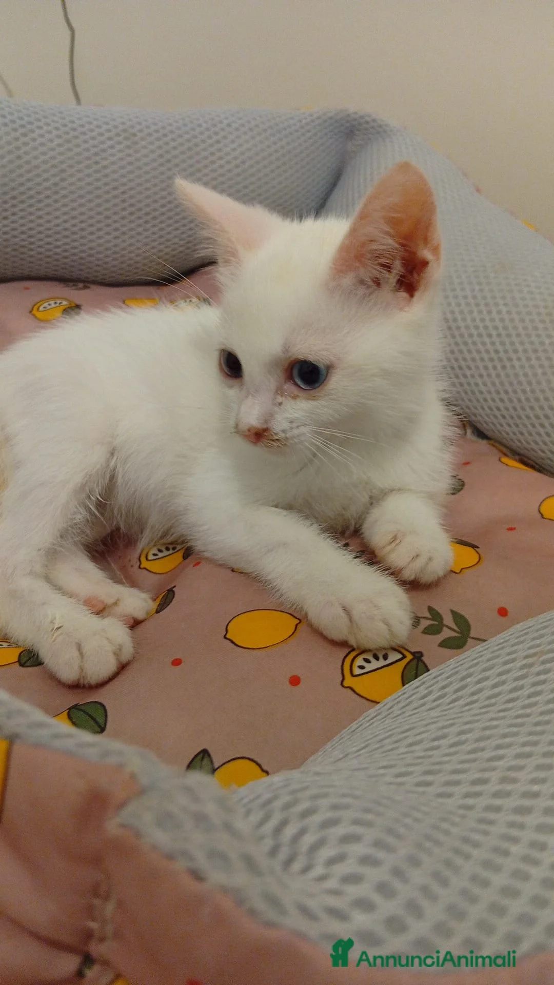 Altre razze gatti in regalo: ZUCCHERO CERCA CASA 🏡 - Annuncio 5