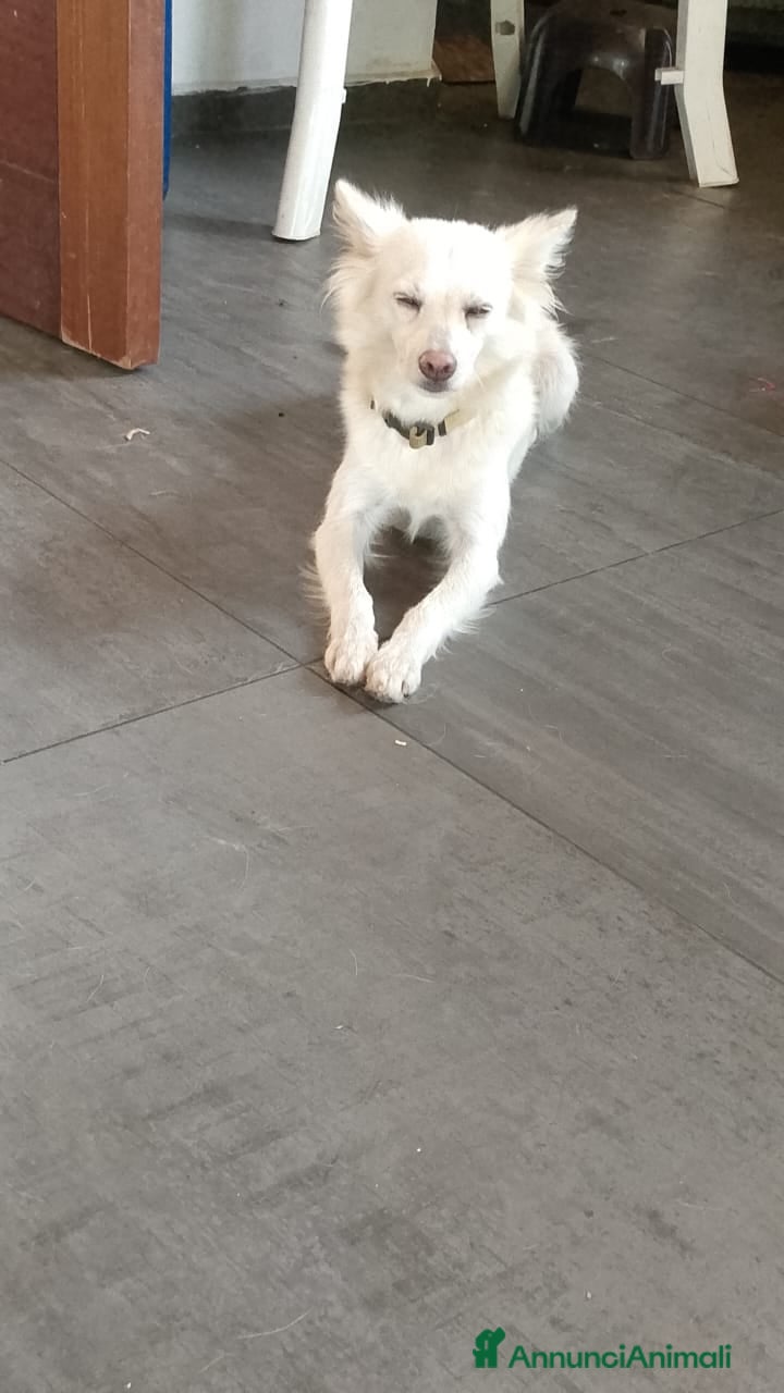 Meticcio cani Pepper, una pelosetta dolcissima - Annuncio 2