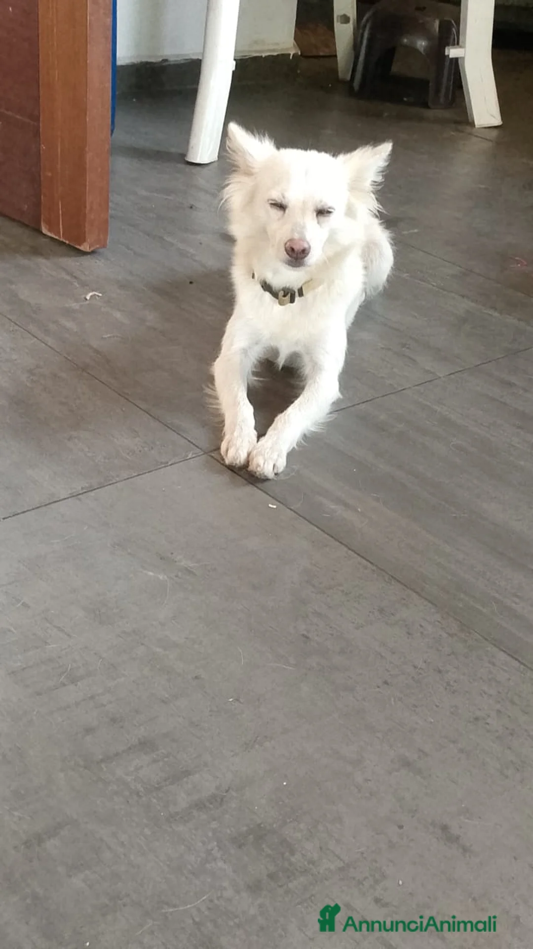 Meticcio cani in regalo: Pepper, una pelosetta dolcissima - Annuncio 2