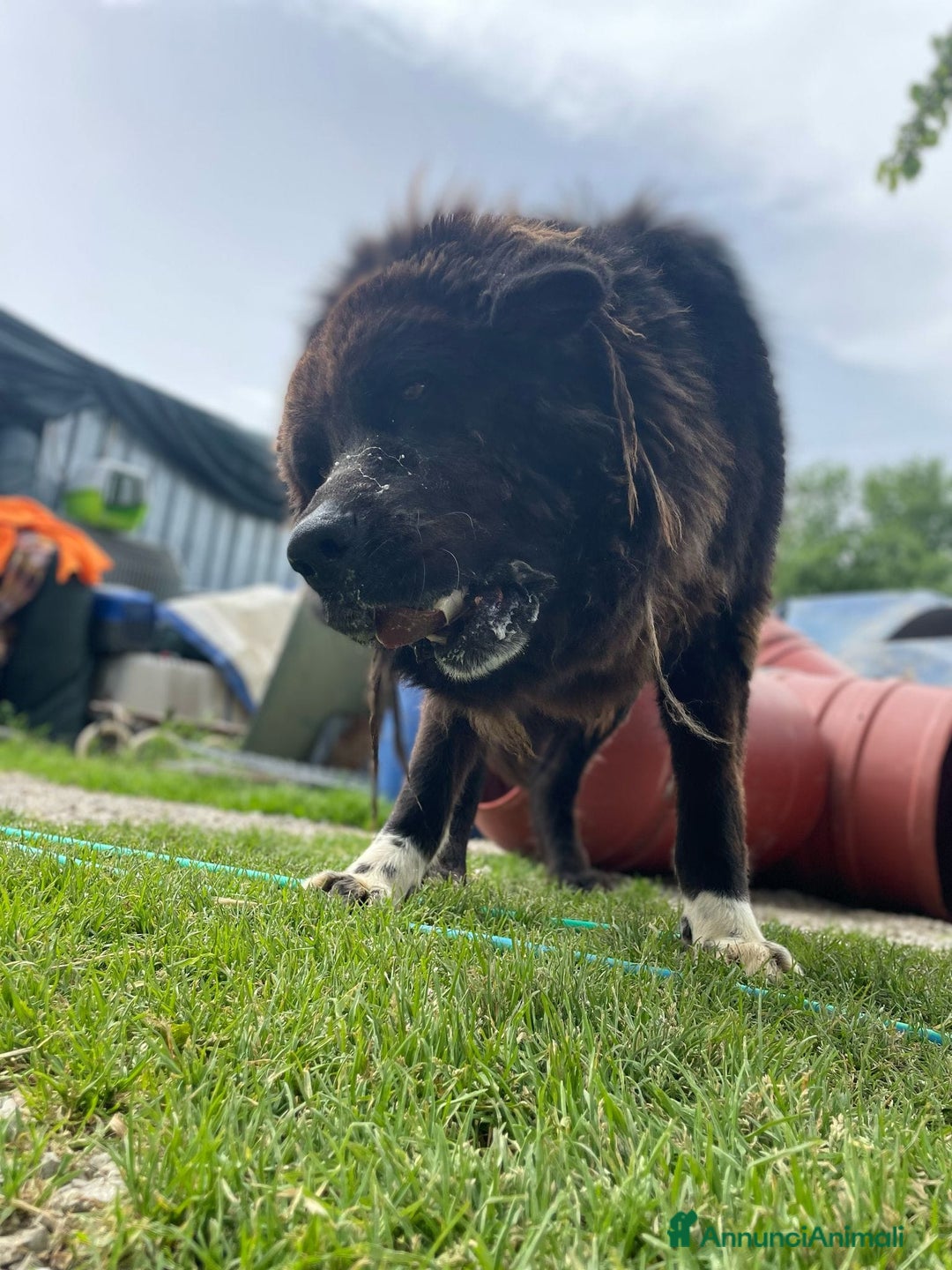 Terranova cani in regalo: LETTERA A ZENO  - Annuncio 3