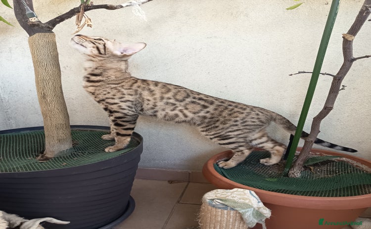 Bengala gatti - Annuncio 13