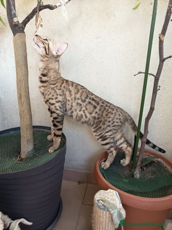 Bengala gatti - Annuncio 13