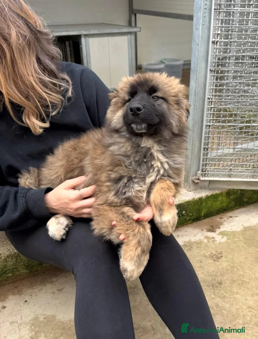 Meticcio cani in regalo: Bobby: 4 mesi taglia grande  - Annuncio 1