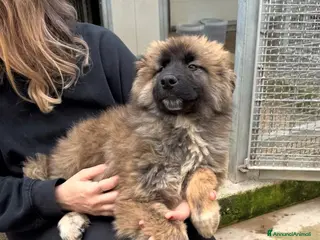 Meticcio cani Bobby: 4 mesi taglia grande - Annuncio 34