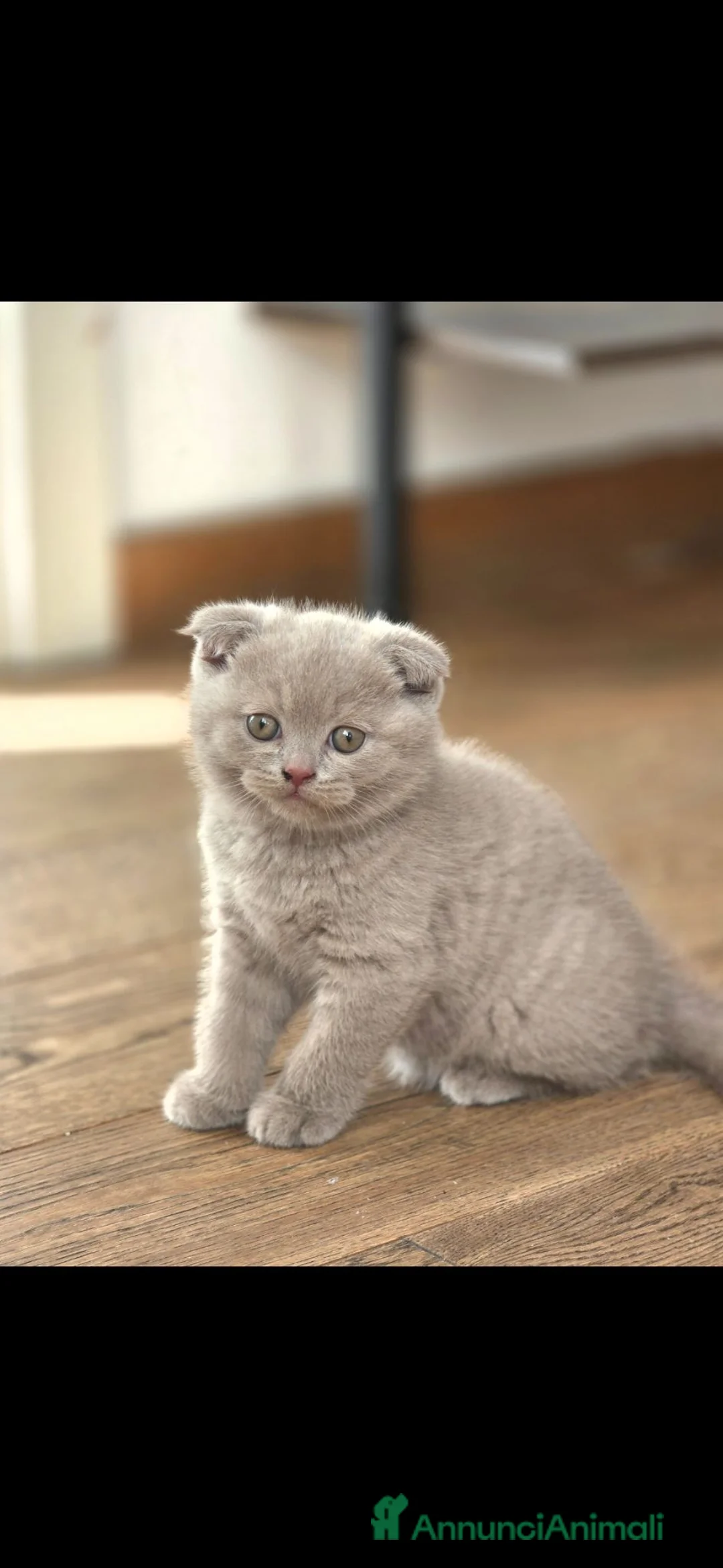 British gatti in vendita: Tre piccoli British pronti a comandare casa 😸 - Annuncio 4