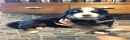 Bovaro del Bernese cani in vendita: Bovaro del bernese cuccioli disponibili - Annuncio 6