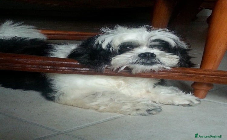 Shih Tzu cani a Città Metropolitana di Torino - Annuncio 16