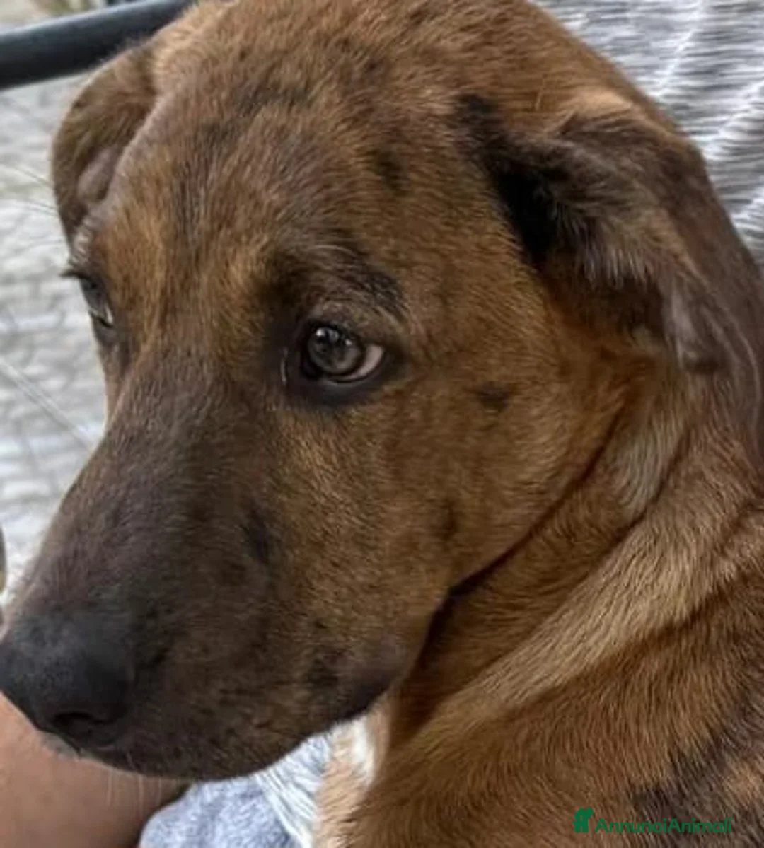 Meticcio cani in regalo: Mary e Nocciolino 4mesi e 1/2 INVISIBILI! SICILIA - Annuncio 6