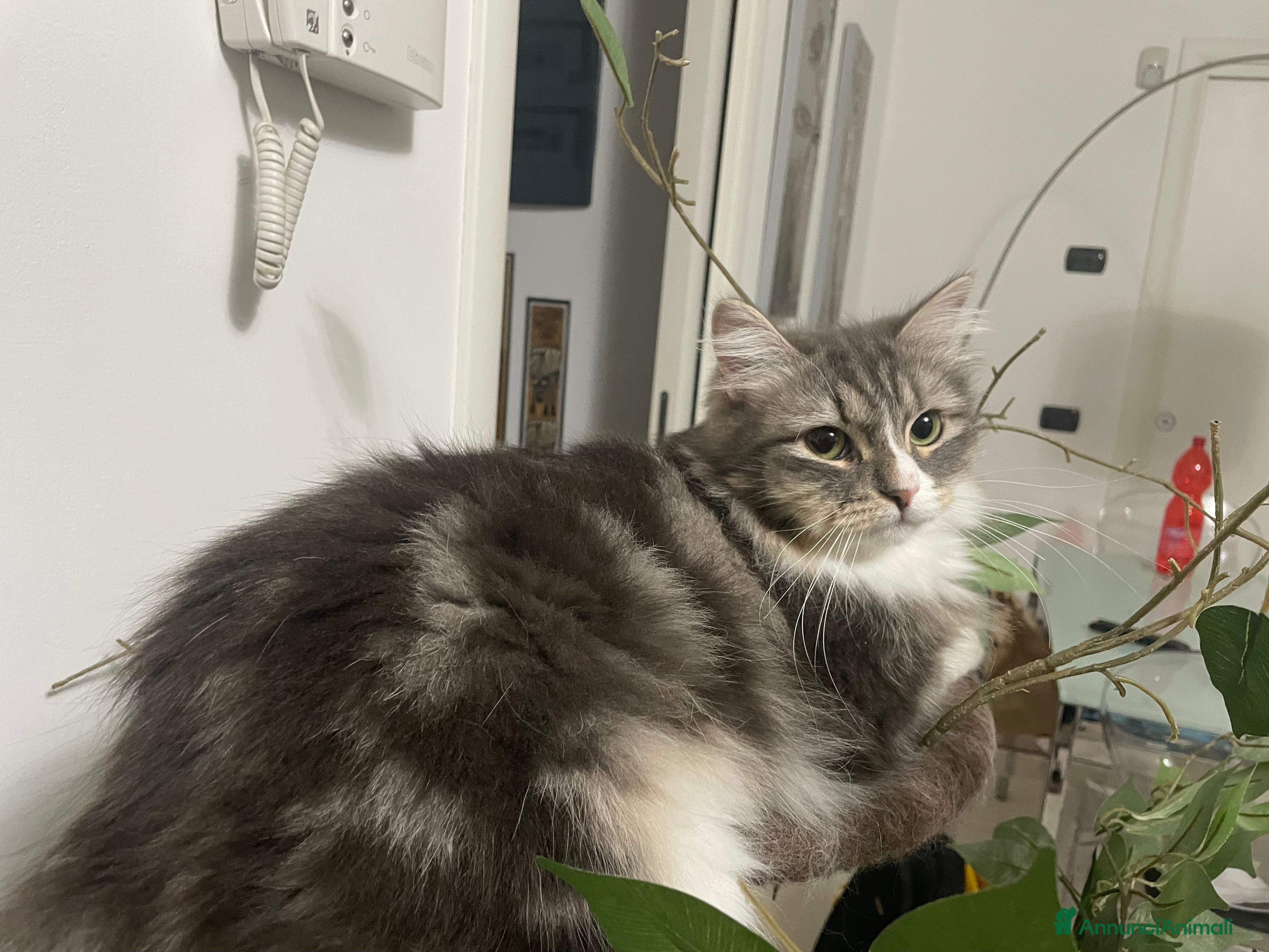 Siberiano gatti Cucciolone Siberiano di un anno  - Annuncio 2