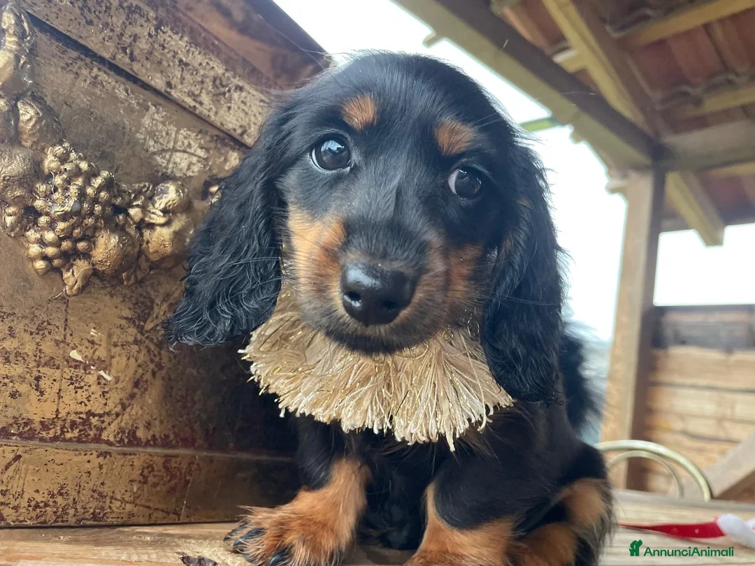 Bassotto cani in vendita: Ultimo mashieto nero focato - Annuncio 4