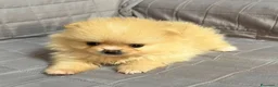Spitz cani in vendita: Cuccioli Spitz Nano Tedesco di Pomerania a Libero consorzio comunale di Trapani - Annuncio 6
