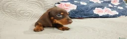 Bassotto cani in vendita: Bassotto  a Città Metropolitana di Torino - Annuncio 2