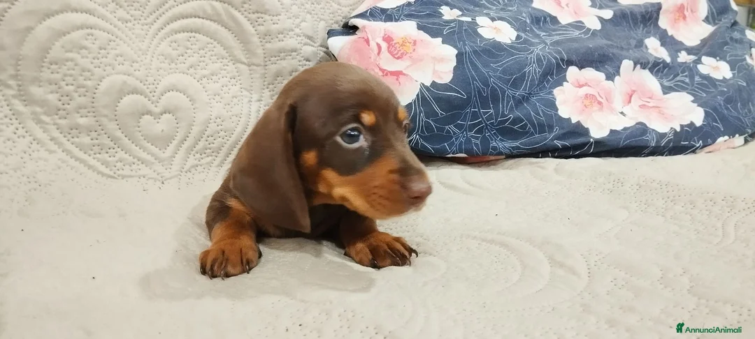 Bassotto cani in vendita: Bassotto  a Città Metropolitana di Torino - Annuncio 2