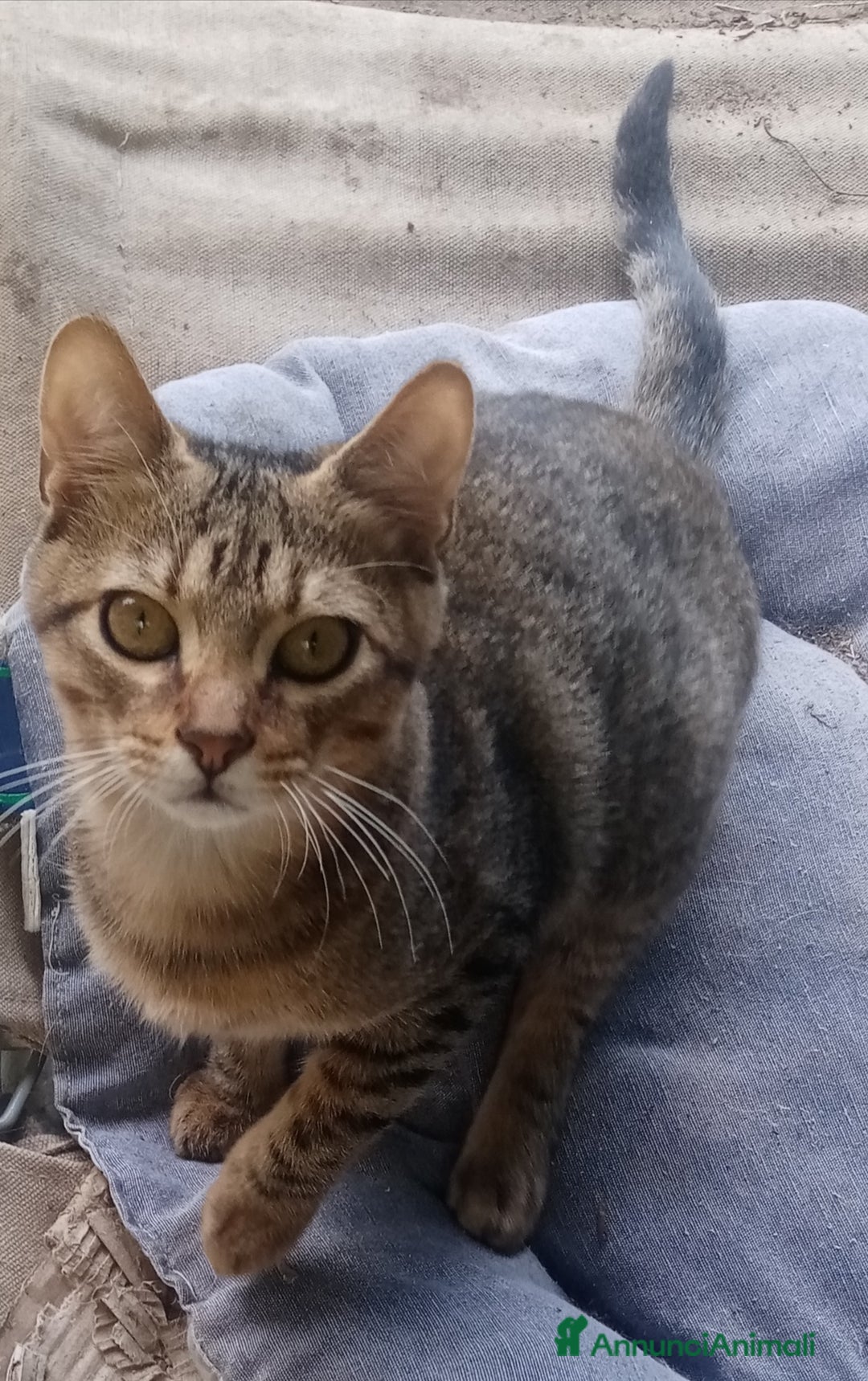 Altre razze gatti in regalo: Bellissimo tigratino a pelo corto - Annuncio 4