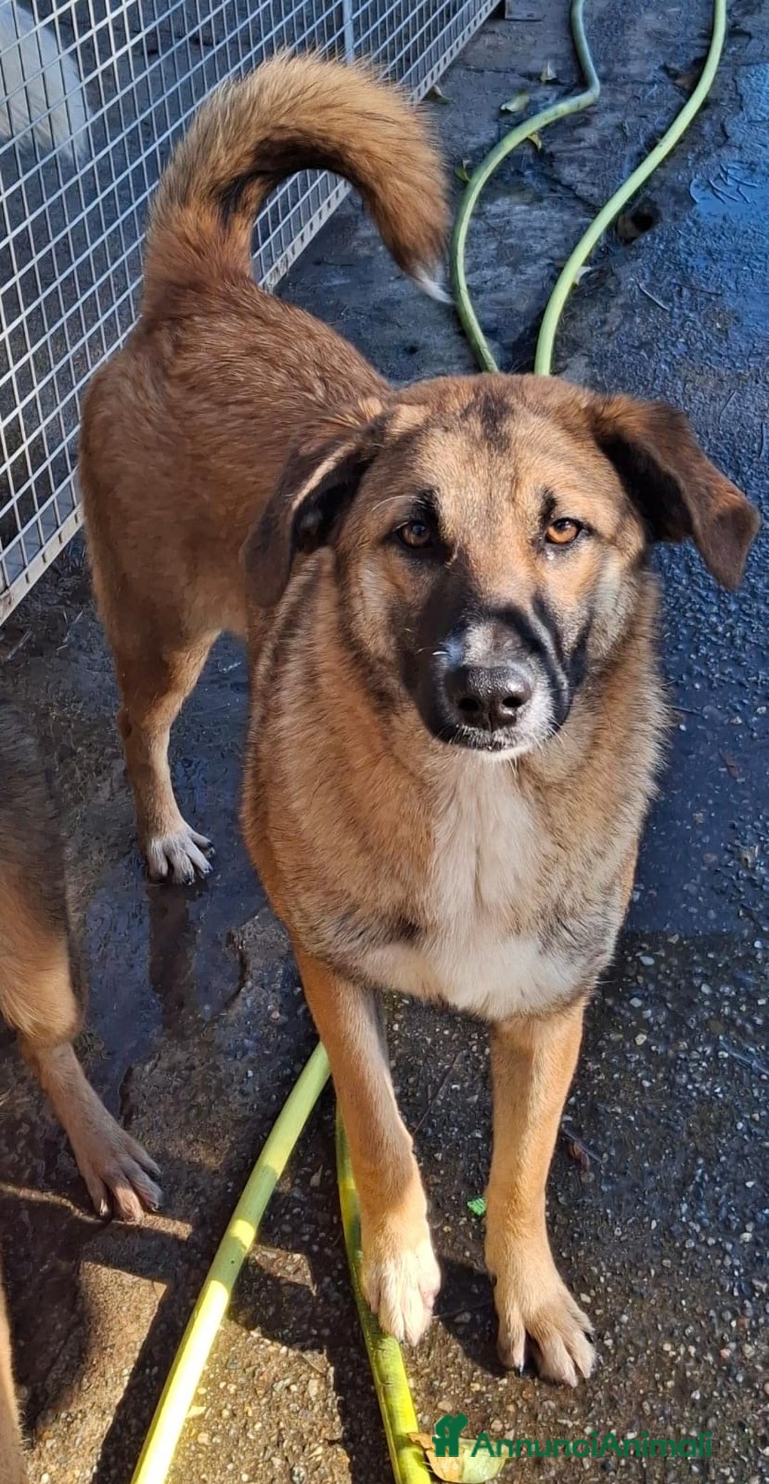 Meticcio cani in regalo: BRENDA 🩷 -cucciola dolcissima, affettuosa, solare - Annuncio 9