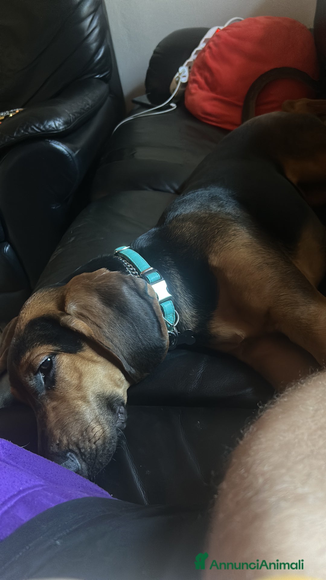 Segugio cani in regalo: Cerco qualcuno che possa adottare il mio cane  - Annuncio 1