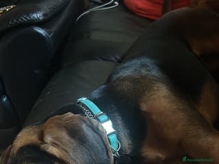 Segugio cani Cerco qualcuno che possa adottare il mio cane - Annuncio 3