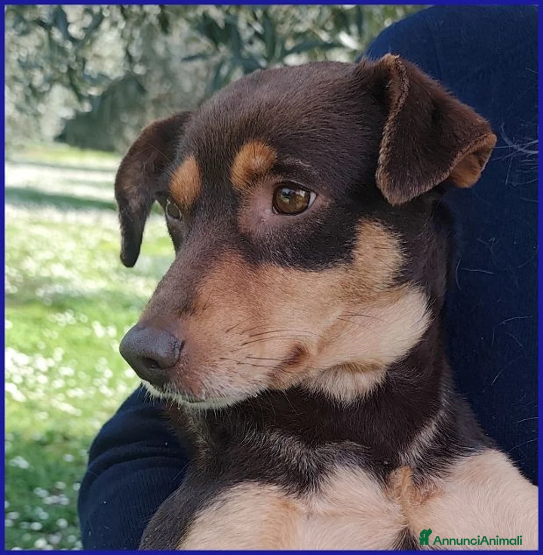 Meticcio cani in regalo: MOU dolcissima tg mediopicc. - Annuncio 1