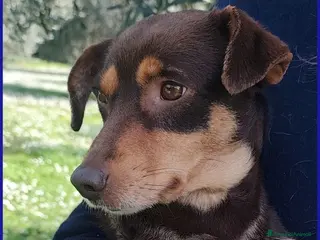 Meticcio cani MOU dolcissima tg mediopicc. - Annuncio 14