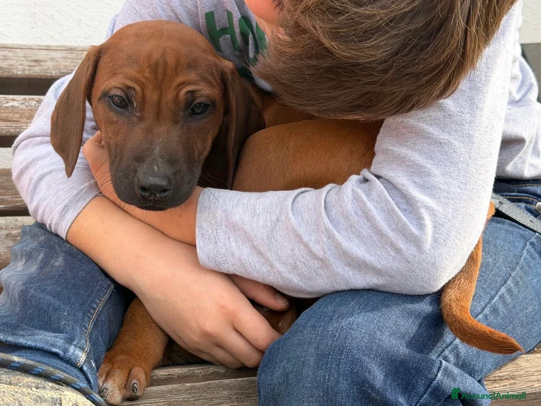 Rhodesian Ridgeback cani in vendita: Cuccioli di razza Rhodesian Ridgeback  - Annuncio 2