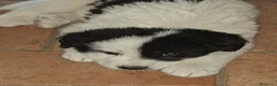 Meticcio cani in vendita: 🐶 Cucciolo maschio bianco con macchie nere - Annuncio 4