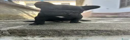 Bulldog Francese cani in vendita: bulldog francese nero tigrato  - Annuncio 12