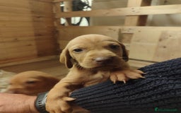 Vizsla cani in vendita: Cucciolata Vizla - Bracco Ungherese - Immagine 12