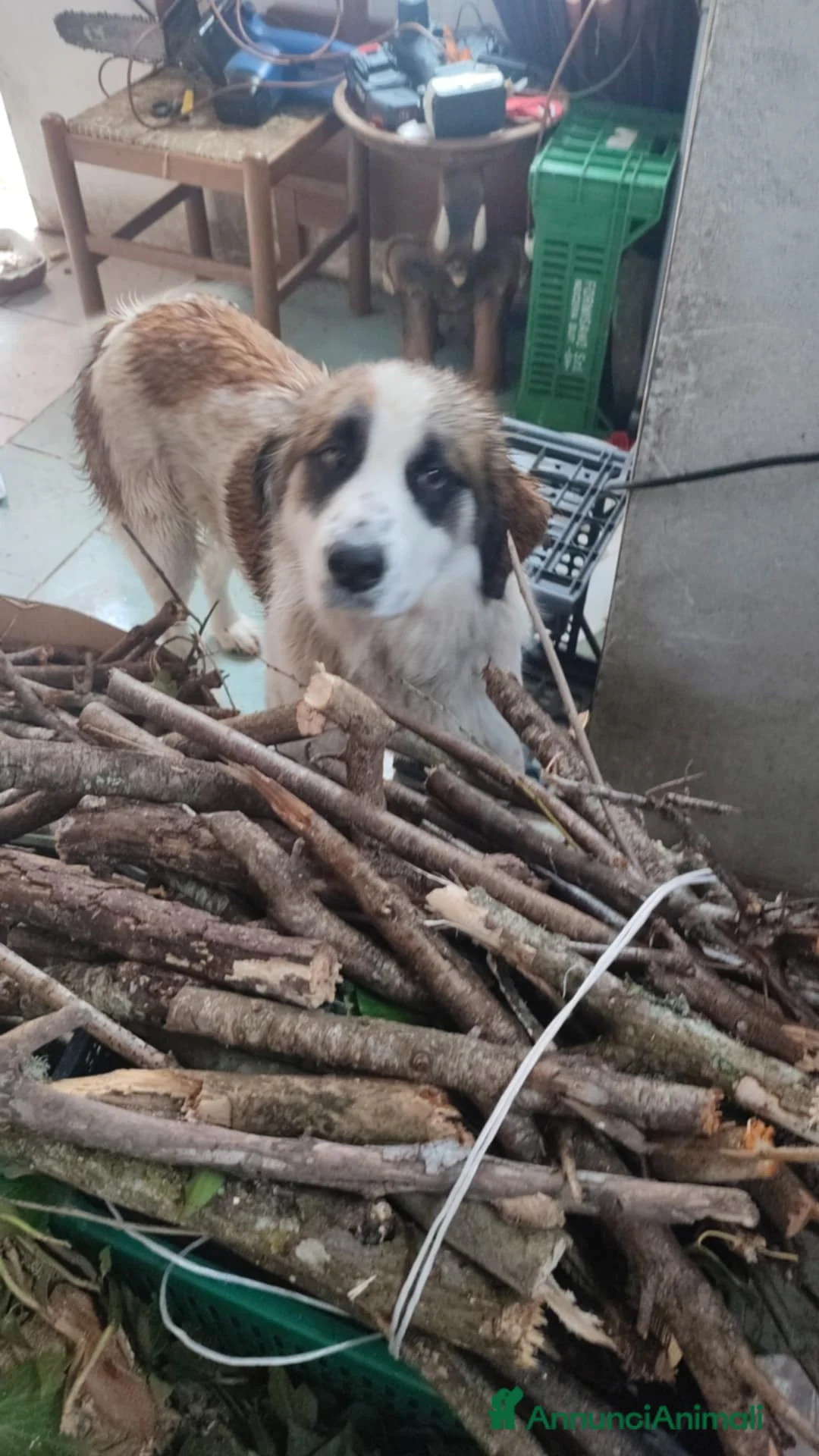 Meticcio cani in regalo: CUCCIOLO METICCIO 6 MESI a Provincia di Avellino - Annuncio 2