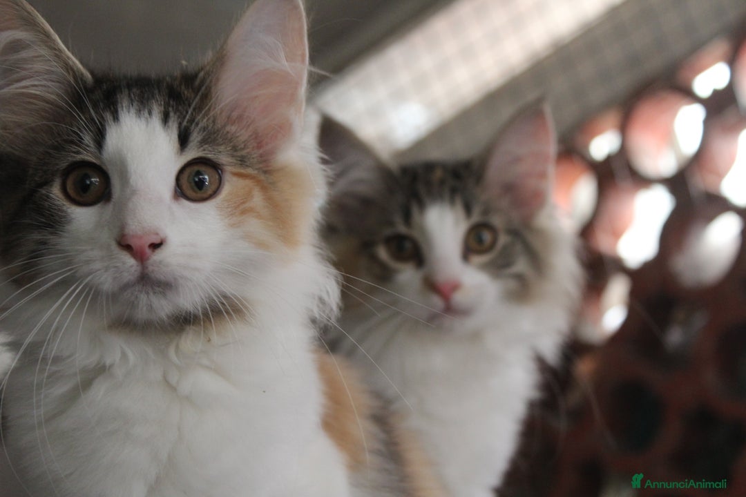 Norvegese gatti in vendita: Cuccioli Norvegesi delle Foreste - Annuncio 2