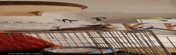 Meticcio gatti in regalo: Aria, neanche 3 mesi, trovata in strada  - Annuncio 11