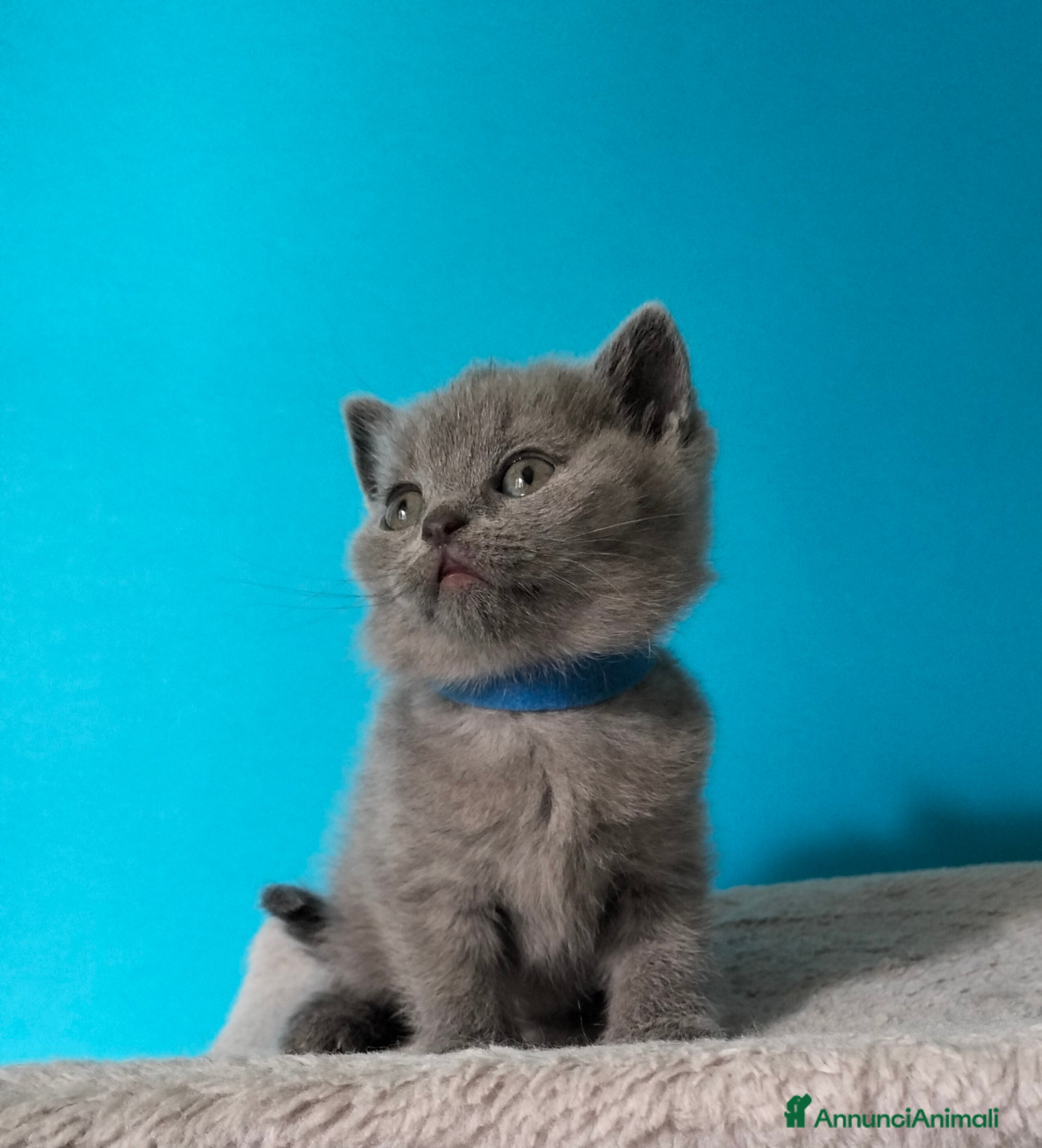 British gatti Cuccioli British Shorthair  - Annuncio 1