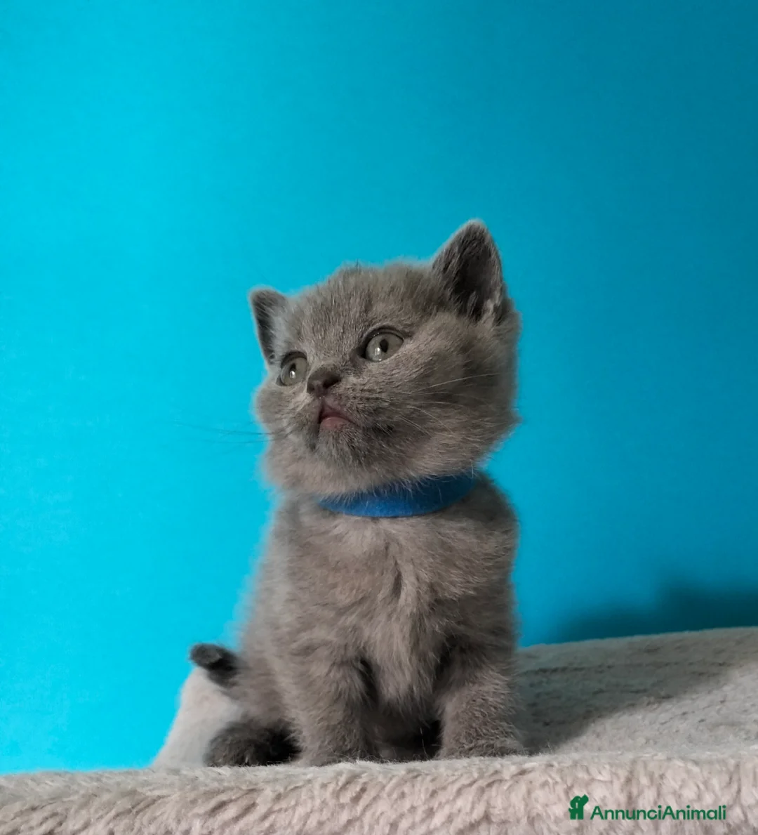 British gatti in vendita: Cuccioli British Shorthair  - Annuncio 2