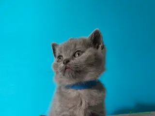 British gatti Cuccioli British Shorthair - Annuncio 1