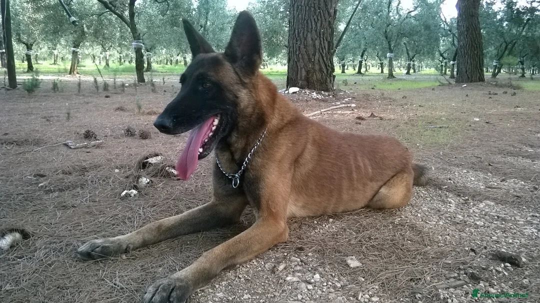 Pastore Belga cani in vendita: Cuccioli Pastore Belga Malinois Cosenza Calabria - Annuncio 1