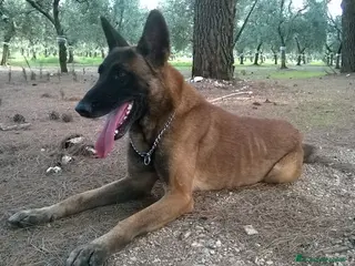 Pastore Belga cani Cuccioli Pastore Belga Malinois Cosenza Calabria - Annuncio 10