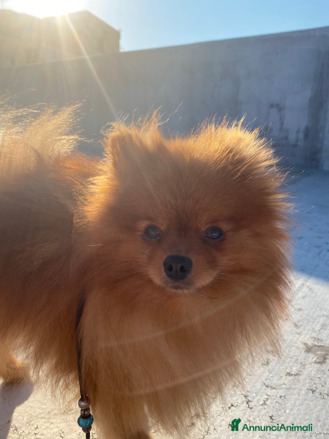 Volpino Pomerania cani in vendita: Volpino Spitz Pomerania adulto maschio a Città Metropolitana di Cagliari - Immagine 2