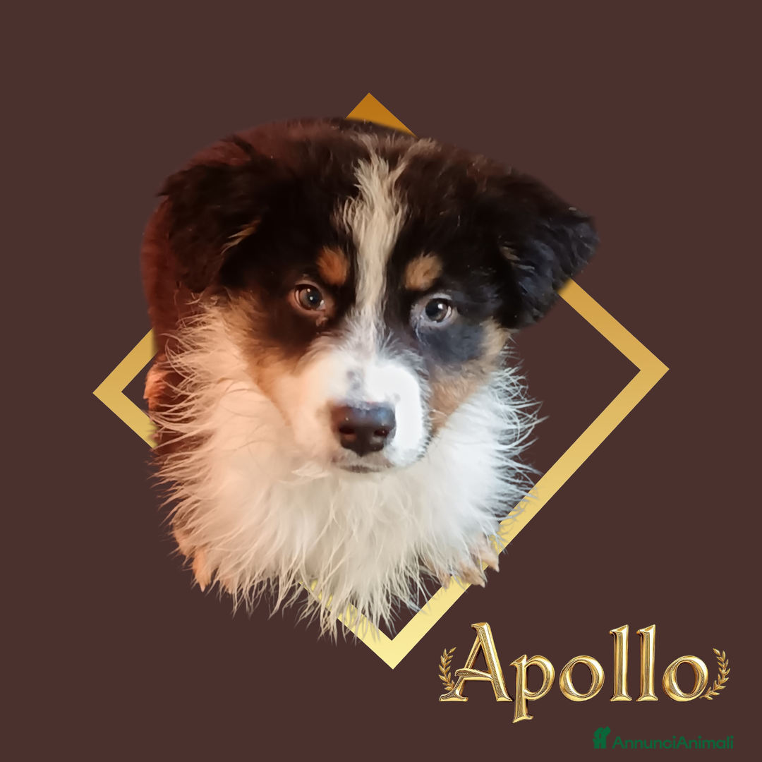 Australian Shepherd cani in vendita: Cuccioli pastore australiano  - Annuncio 5