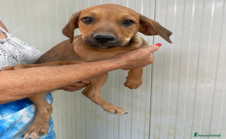 Meticcio cani a Città Metropolitana di Firenze - Annuncio 13