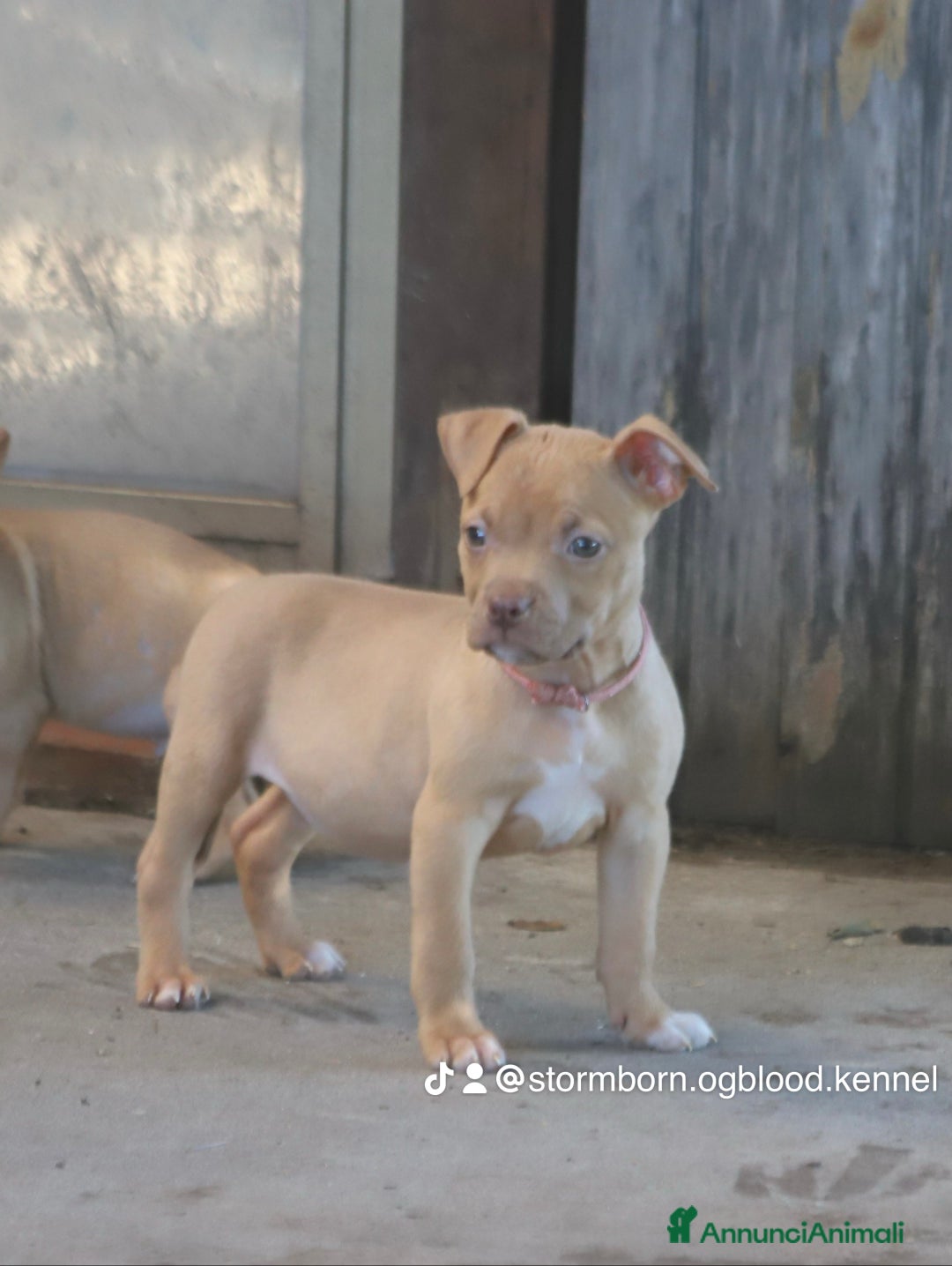 Pitbull cani in vendita: Cuccioli Pit Bull con Pedigree anche a rate - Annuncio 31