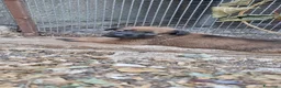 Pastore Belga cani in vendita: Cucciolata Pastore Belga Malinois Italia  - Annuncio 5