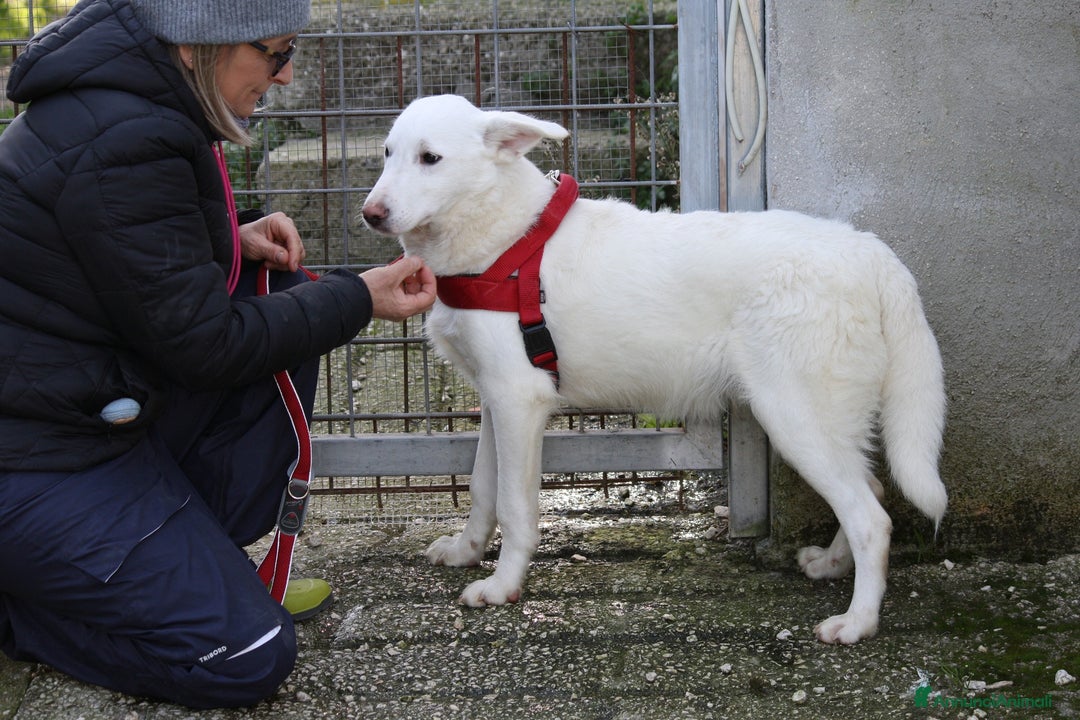 Meticcio cani in regalo: Cucciolo mix pastore svizzero in adozione  - Annuncio 3