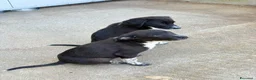Meticcio cani in regalo: Olio maschio a Provincia di Reggio Emilia - Annuncio 4