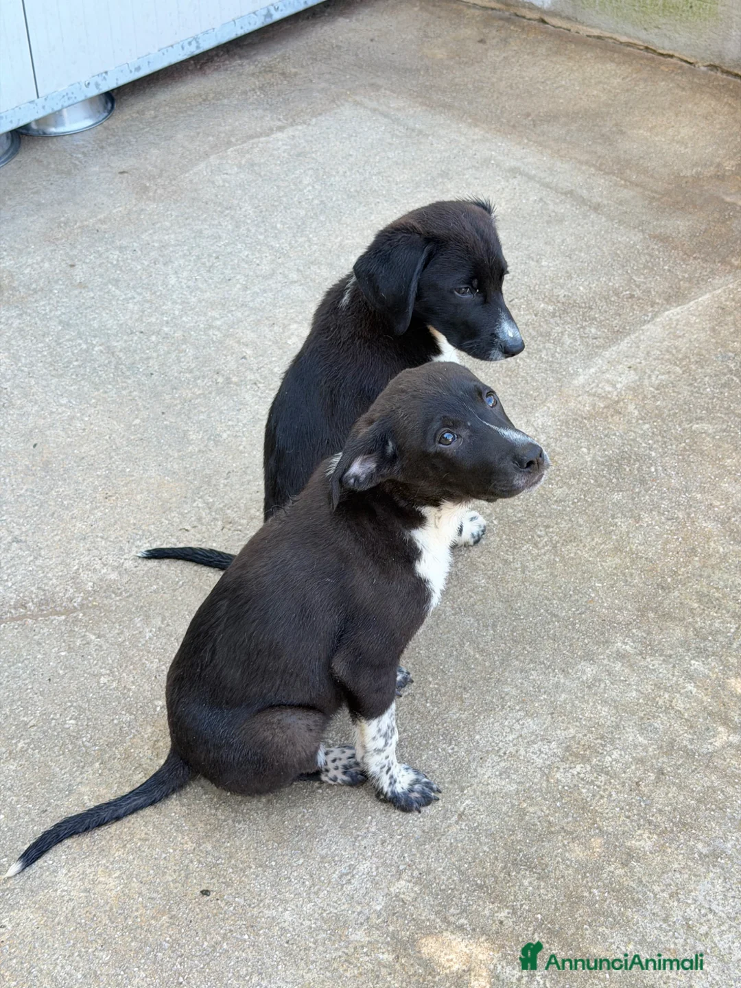 Meticcio cani in regalo: Olio maschio a Provincia di Reggio Emilia - Annuncio 4