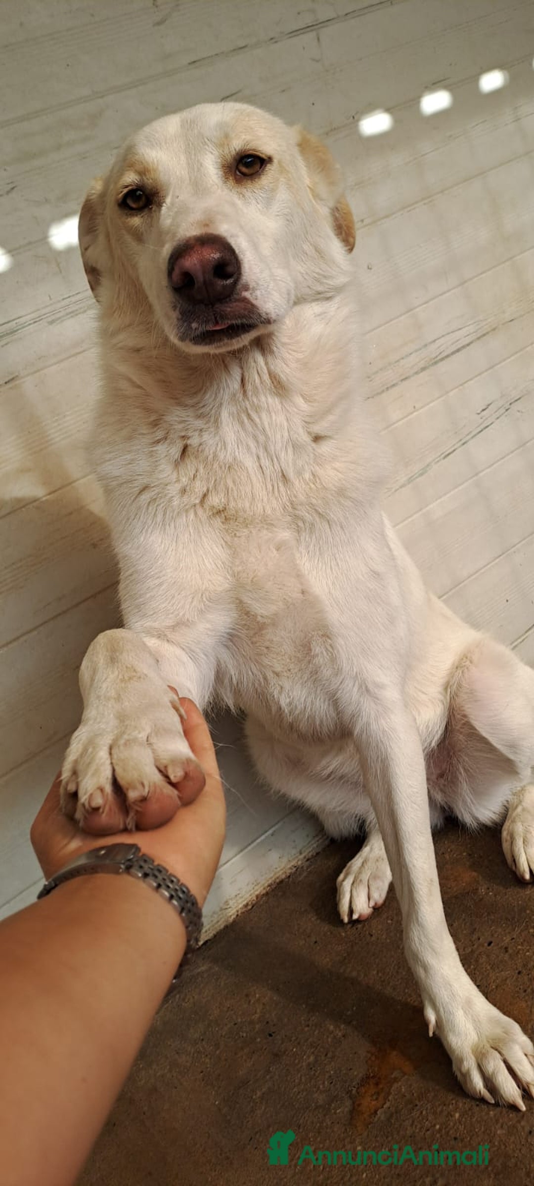 Meticcio cani in regalo: MOLLY  - Annuncio 6