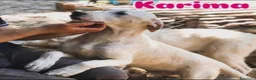Meticcio cani in regalo: 2molossini 14mesi crescono in recinto.COSENZA HELP - Annuncio 4