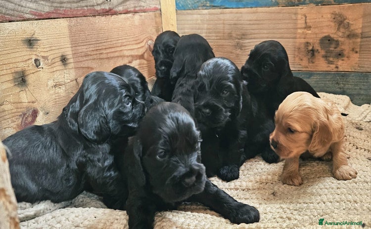 Cocker cani - Annuncio 2